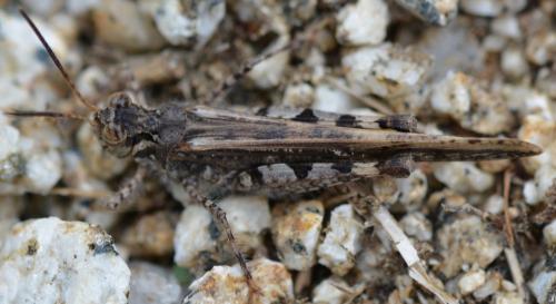 Réf. 296 064 : Acrotylus patruelis